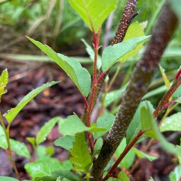 Betula occidentalis പുറംതൊലി