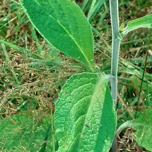 Digitalis purpurea Leaf