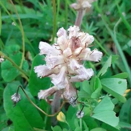 Orobanche minor Flower