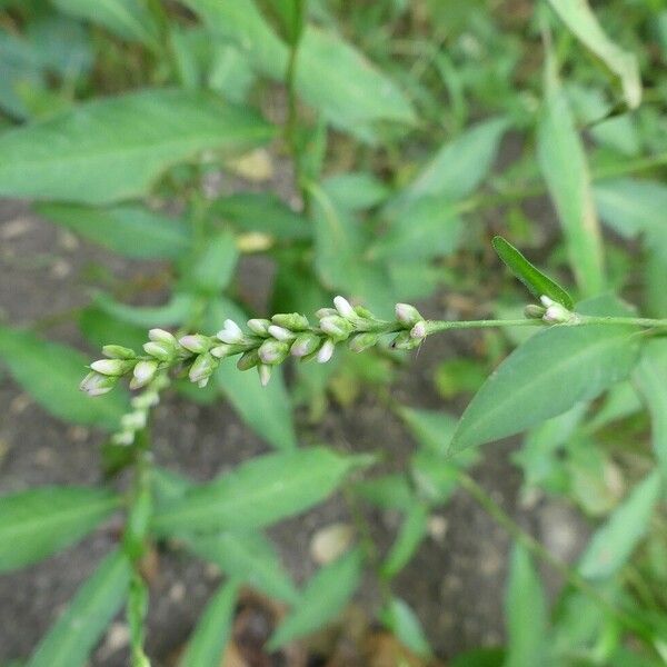 Persicaria mitis फूल