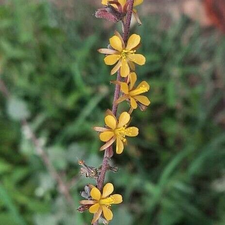 Triumfetta rhomboidea Virág