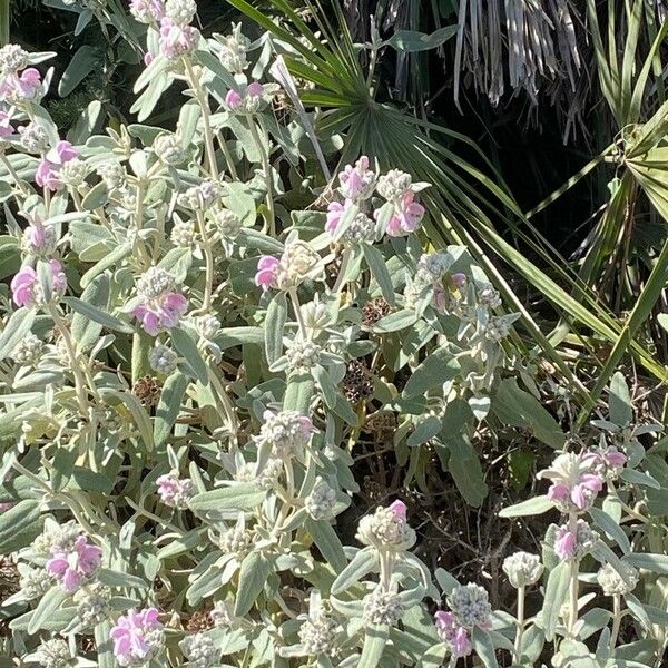 Phlomis purpurea Hábito