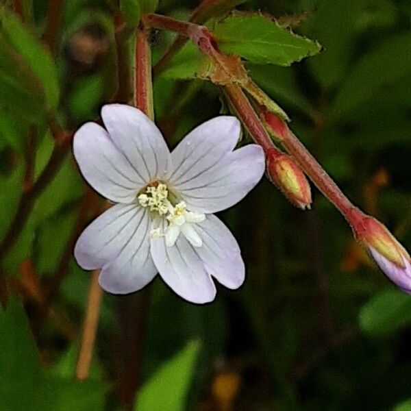 Epilobium montanum Virág