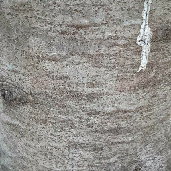 Abies concolor Bark