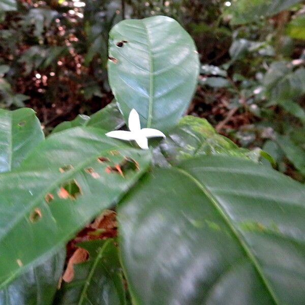 Coffea arabica Folha