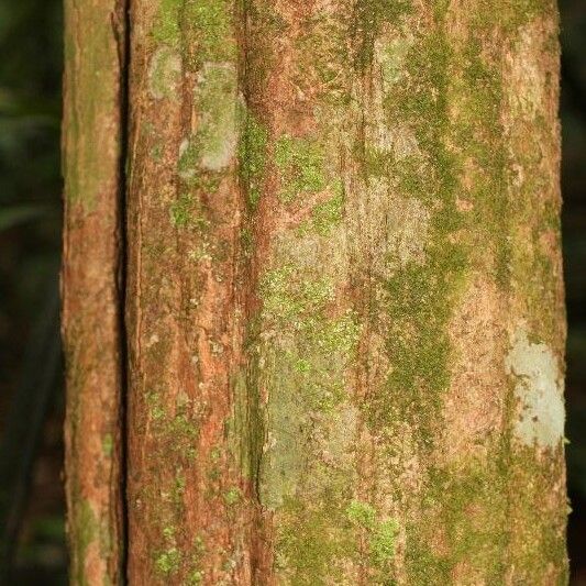 Posoqueria latifolia बार्क (छाल)