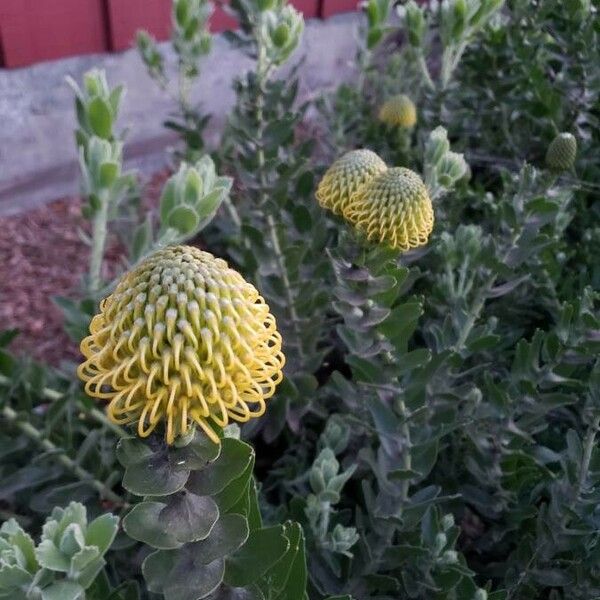 Leucospermum cordifolium Flower