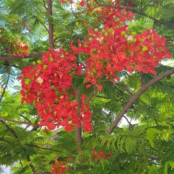 Delonix regia 花