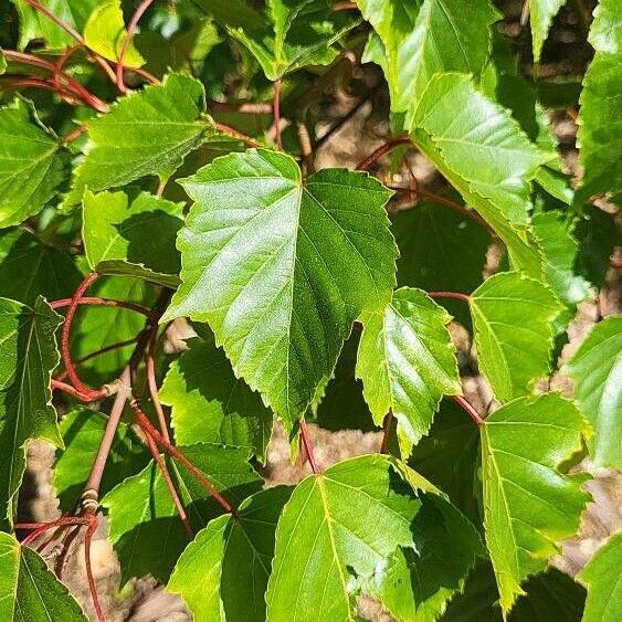 Acer morrisonense Leaf