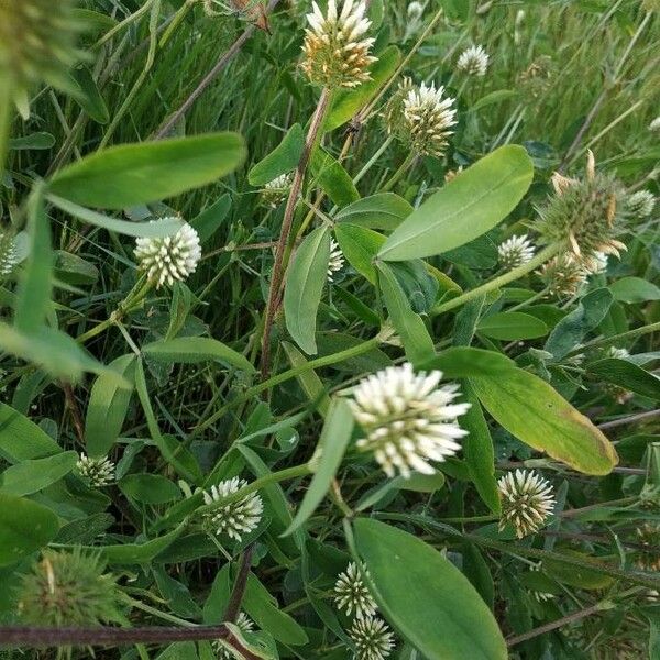 Trifolium montanum Õis