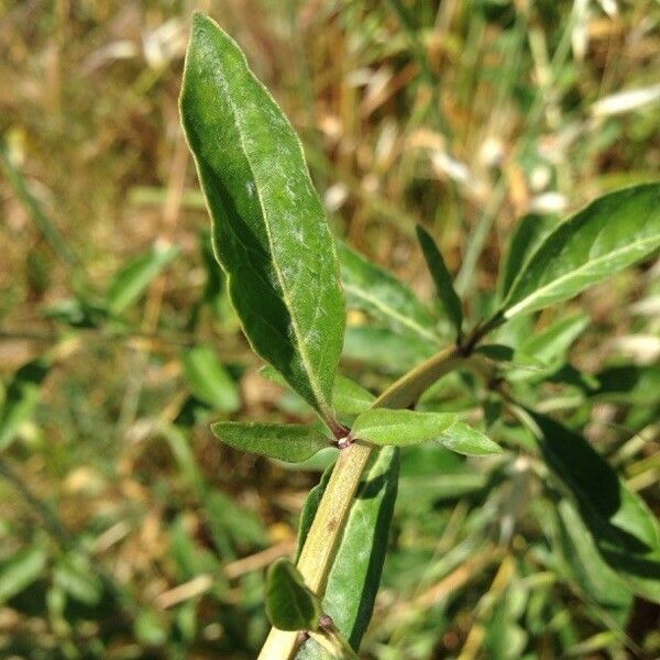 Lycium chinense Foglia