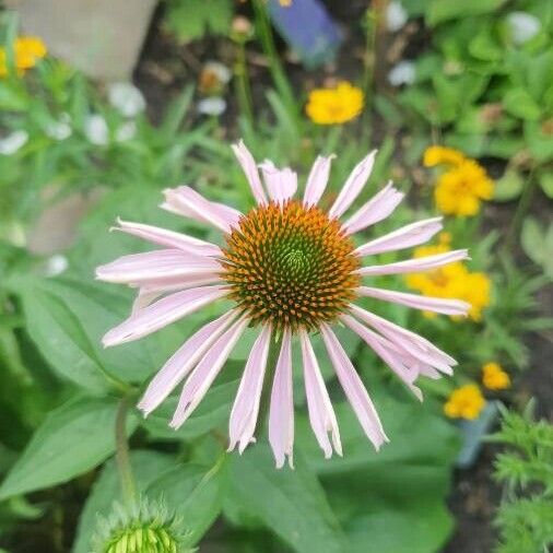 Echinacea angustifolia Квітка