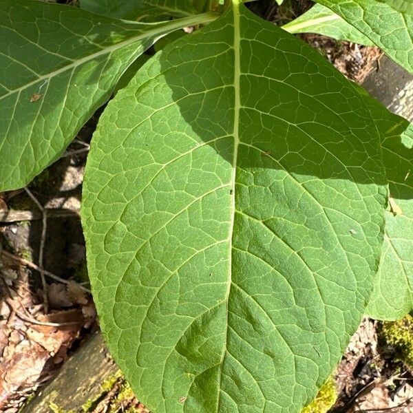 Phytolacca acinosa Лист