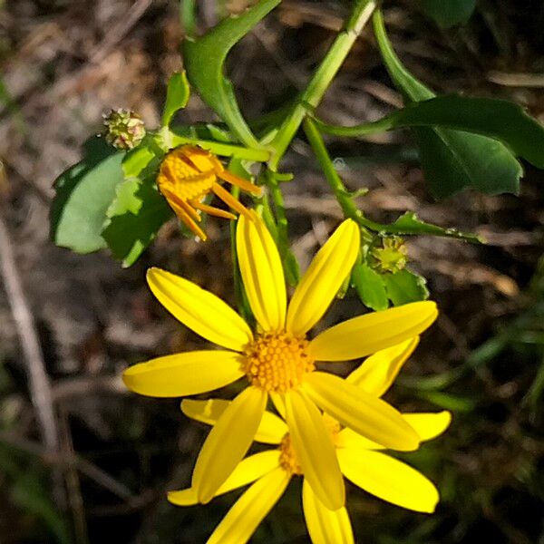 Chrysanthemoides monilifera Kukka