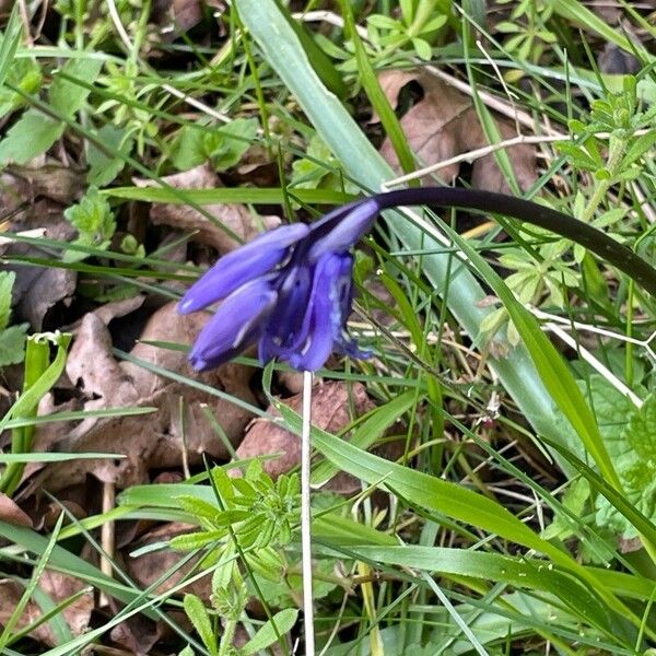 Hyacinthoides non-scripta Flower