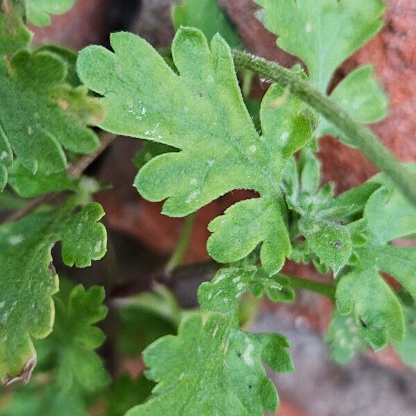 Tanacetum parthenium Hoja