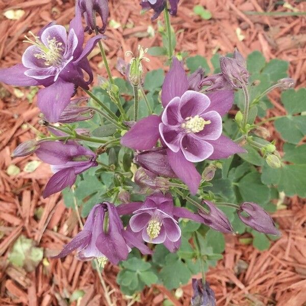 Aquilegia nigricans Çiçek