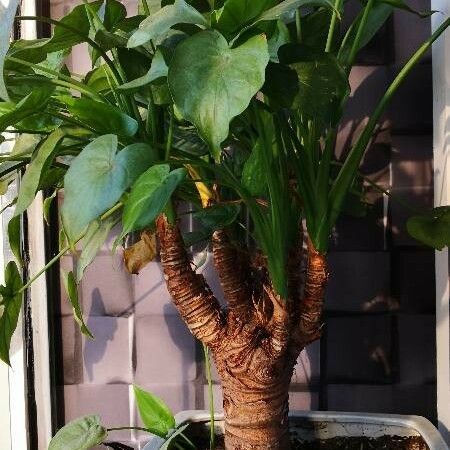 Alocasia cucullata Hábitos