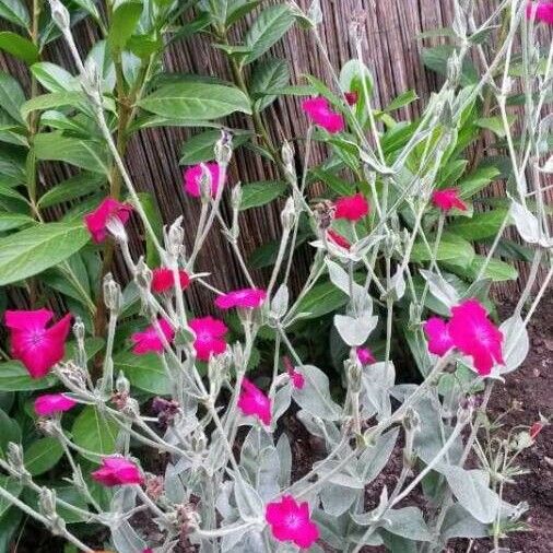 Lychnis coronaria Blüte