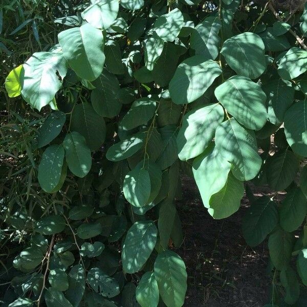 Annona senegalensis Frunză