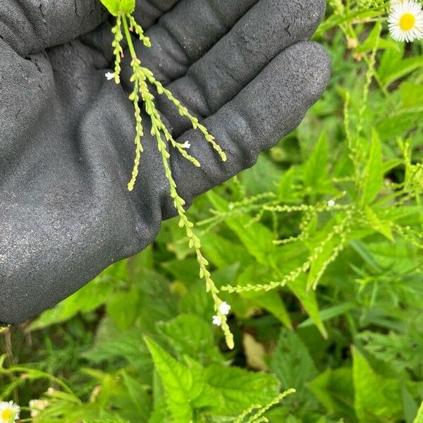 Verbena urticifolia Flower