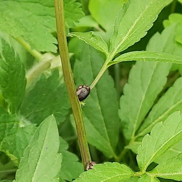 Cardamine bulbifera Kůra