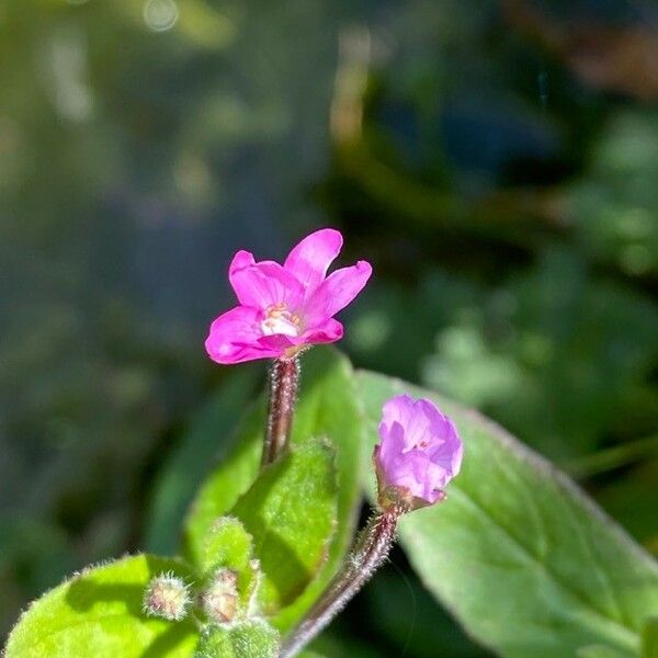 Epilobium parviflorum Flower