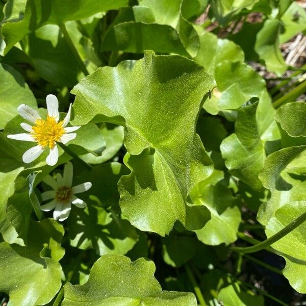 Caltha leptosepala Leaf