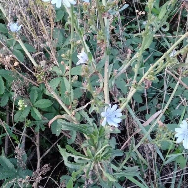 Cichorium intybus Hábito