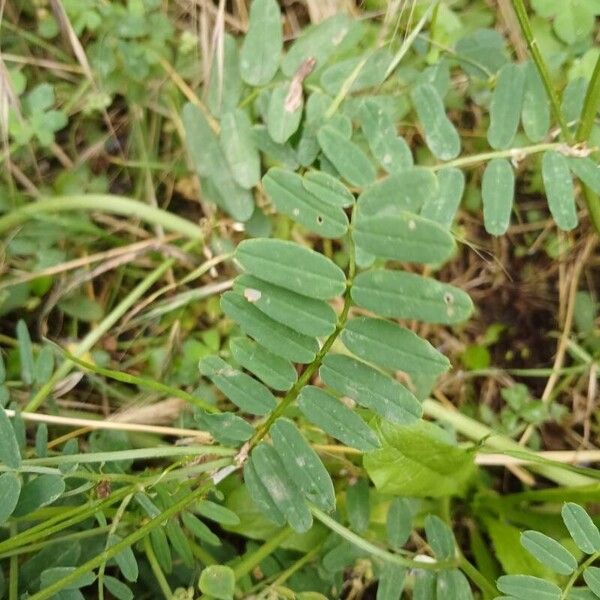 Coronilla varia Leaf