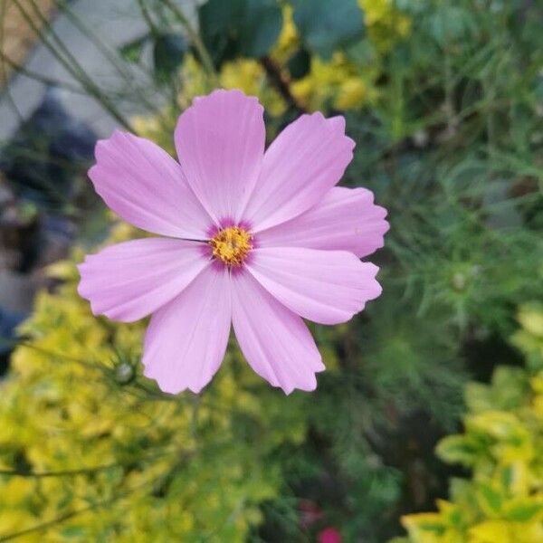 Cosmos bipinnatus Blomma