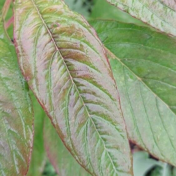 Amaranthus hypochondriacus Leaf
