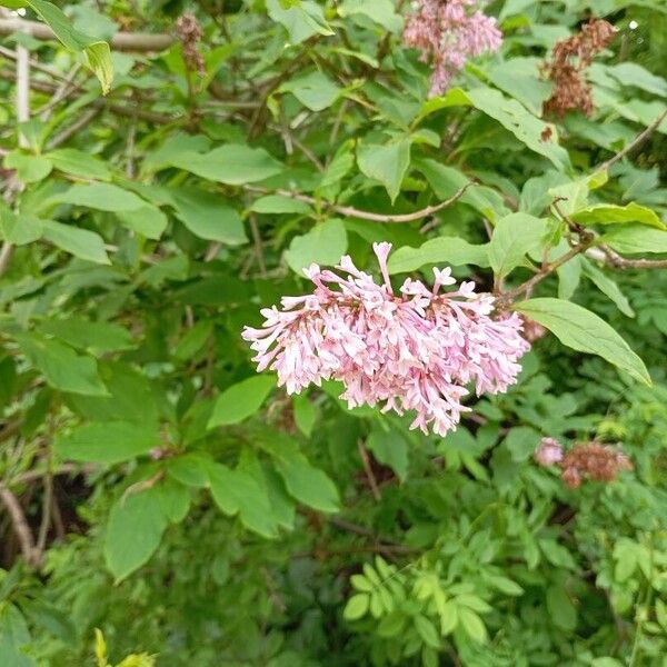 Syringa villosa Fiore