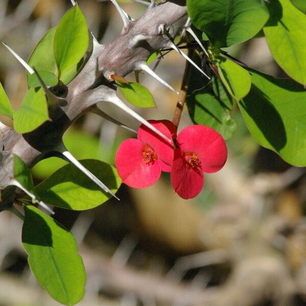 Euphorbia milii Lubje