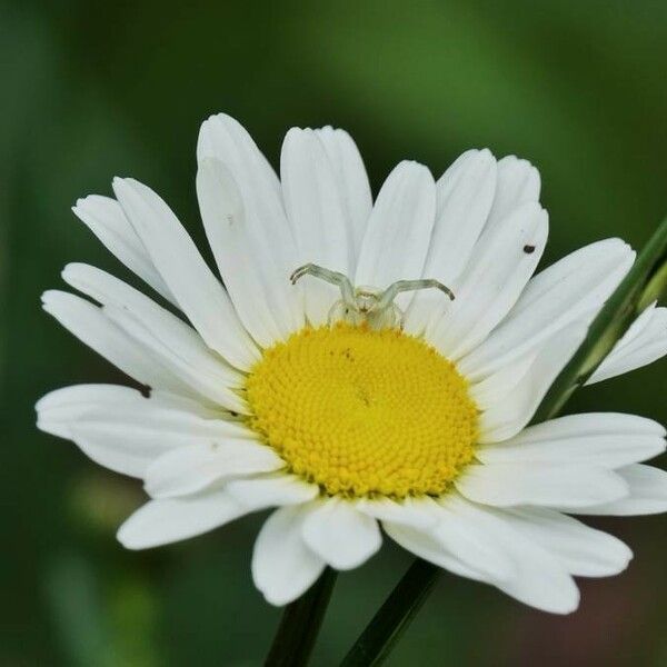 Leucanthemum vulgare Flower