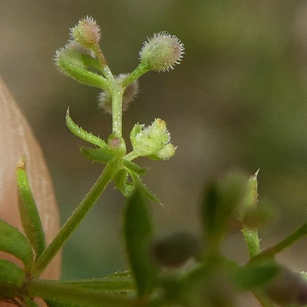 Galium parisiense Vaisius