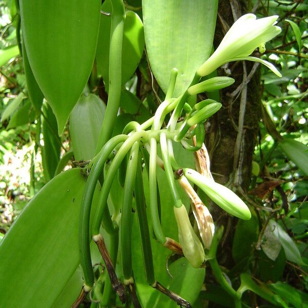 Vanilla planifolia Fruct