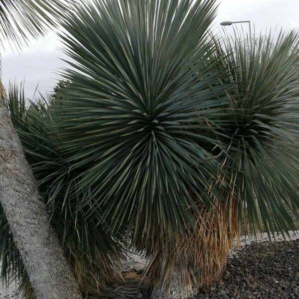 Yucca elata Ліст