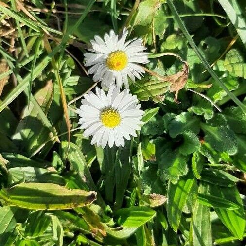 Bellis annua Blüte