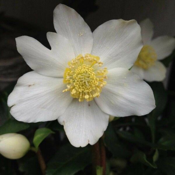 Helleborus niger 花