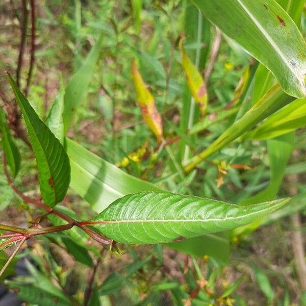 Ludwigia alternifolia पत्ता