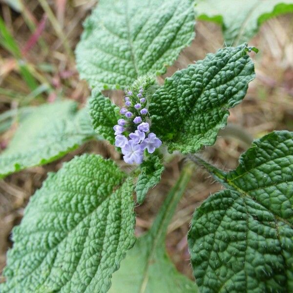 Heliotropium indicum പുഷ്പം