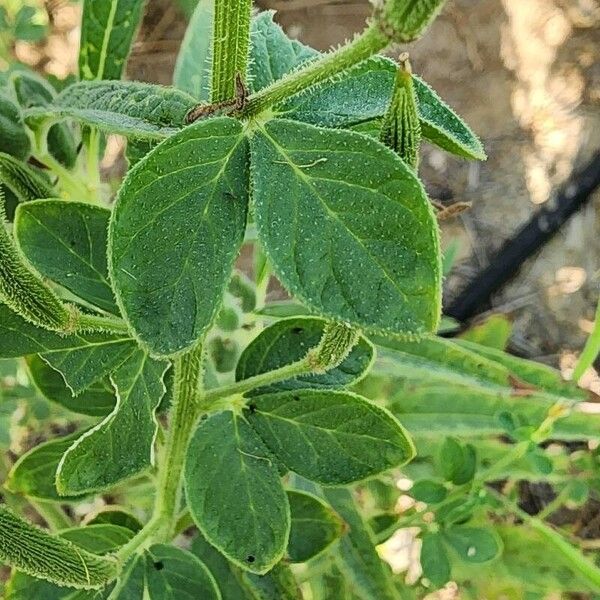 Cleome viscosa Лист