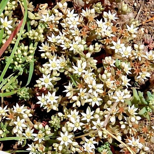 Sedum hispanicum Blüte