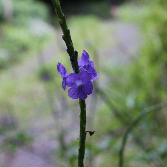 Stachytarpheta urticifolia Flower