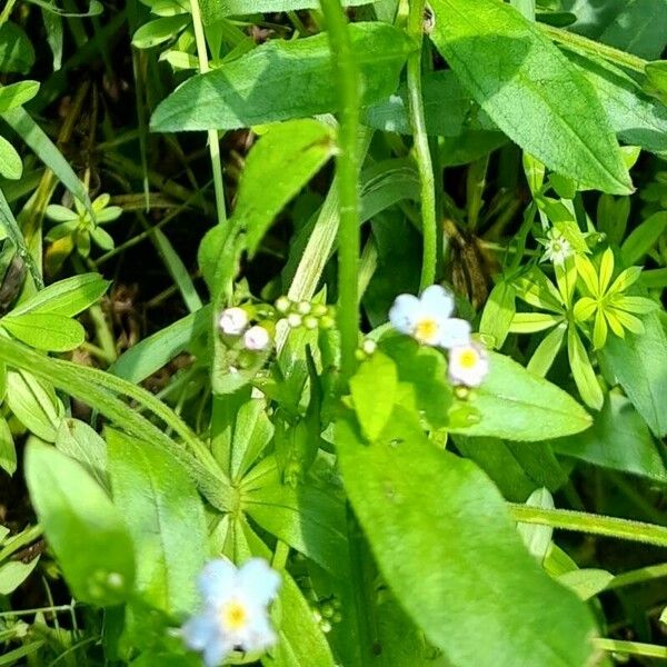 Myosotis scorpioides 葉