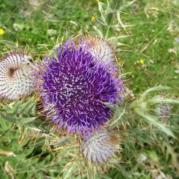 Cirsium eriophorum Květ