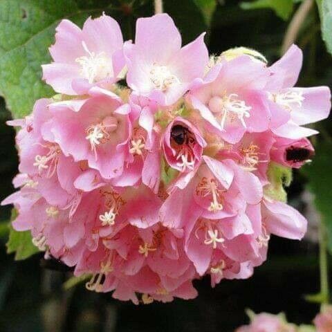 Dombeya wallichii Flors