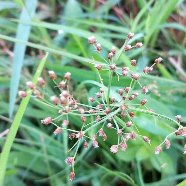 Fimbristylis quinquangularis 花