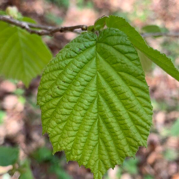 Corylus avellana Lehti